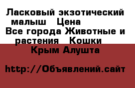 Ласковый экзотический малыш › Цена ­ 25 000 - Все города Животные и растения » Кошки   . Крым,Алушта